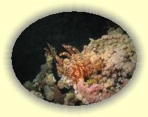IMG_2007_05_28 23_29_37 * 2272 x 1704 * (591KB)